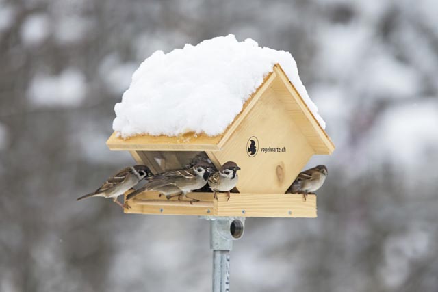 Vogelhäuschen sind schön anzuschauen, wenn die gefiederten Freunde zum Futtern kommen - sie müssen aber gut gepflegt werden. Foto: zVg