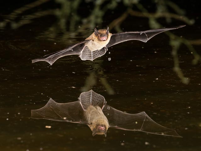 Mückenfledermaus. Foto: zVg