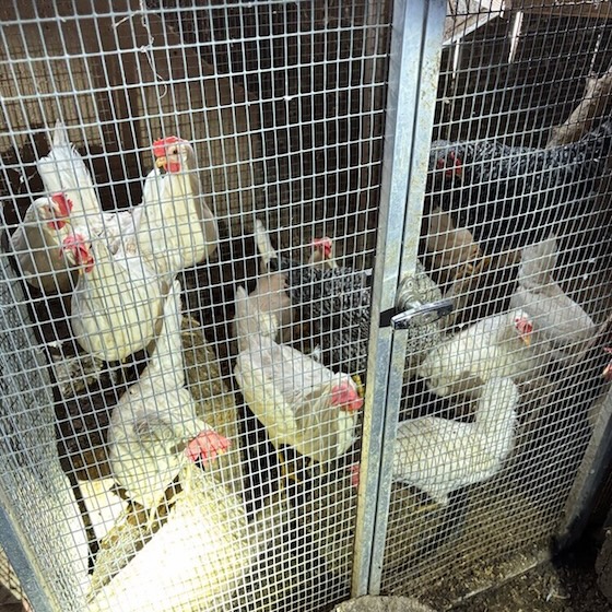 Vorgefundene Hühnerhaltung. Foto: © Amt für Verbraucherschutz, Kanton Aargau