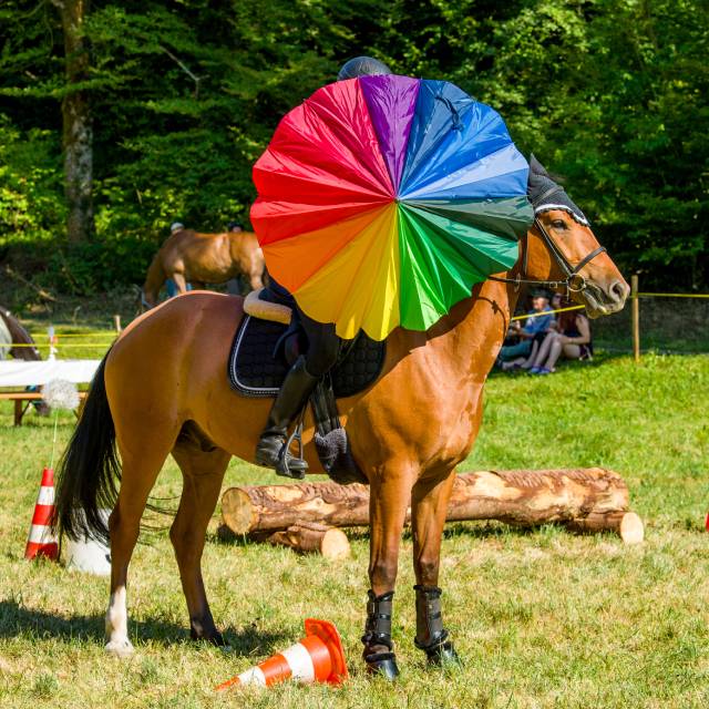 Die Vielseitigkeit des Pferdesports wird Ende Juli in Gansingen vorgeführt.