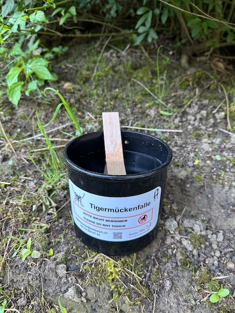 Tigermückenfalle (Ovi-Trap mit Holzstäbchen), die alle zwei Wochen im Labor kontrolliert wird. Foto: Copyright Koordinationsstelle Neobiota, Kanton Aargau
