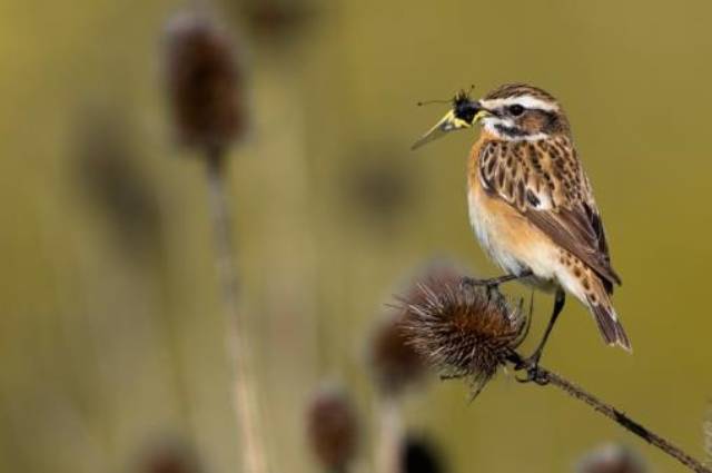 Das Braunkehlchen ist ein Insektenfresser. Weil es im Winter bei uns nicht genug Nahrung findet, zieht es nach Afrika. Um erfolgreich brüten zu können, ist es auf spät gemähte Blumenwiesen angewiesen. Fotos: Daniele Occhiato, Sébastien Poirier, zVg
