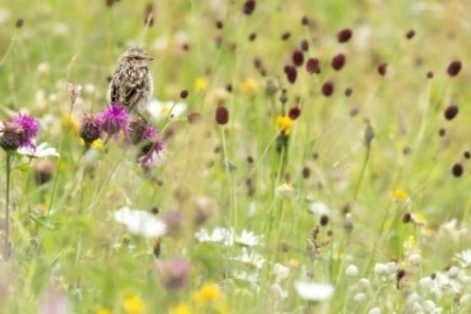 Das Braunkehlchen ist ein Insektenfresser. Weil es im Winter bei uns nicht genug Nahrung findet, zieht es nach Afrika. Um erfolgreich brüten zu können, ist es auf spät gemähte Blumenwiesen angewiesen. Fotos: Daniele Occhiato, Sébastien Poirier, zVg