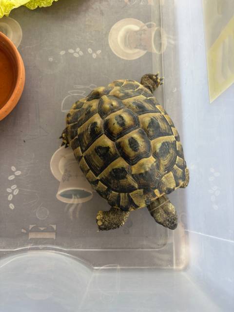Die aufgefundene Schildkröte. Foto: Polizei Oberes Fricktal 