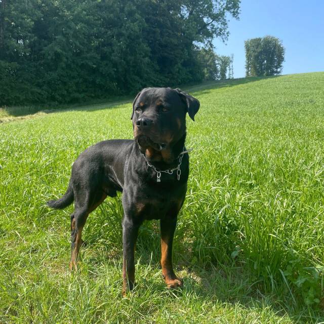 Polizeihund Theron fackelte nicht lange herum.