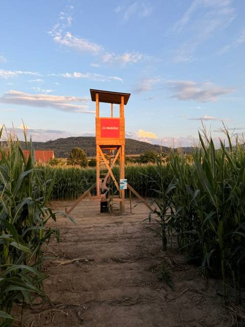 Impressionen von dem Maisfeld-Labyrinth, organisiert von der Mobiliar Generalagentur Rheinfelden/Frick und dem Eichhof Zeiningen